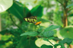 Een nieuwe website voor Ixchel